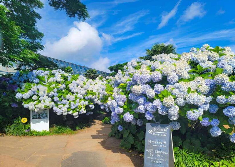 jeju-western-sothern-hydrangea-festival-tour