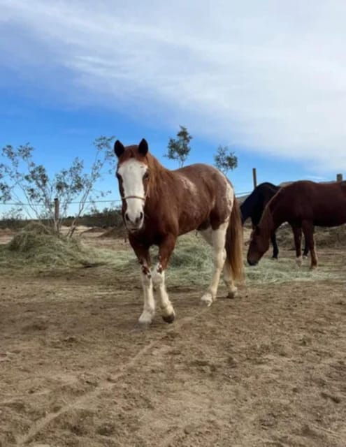 joshua-tree-pony-ride-for-children