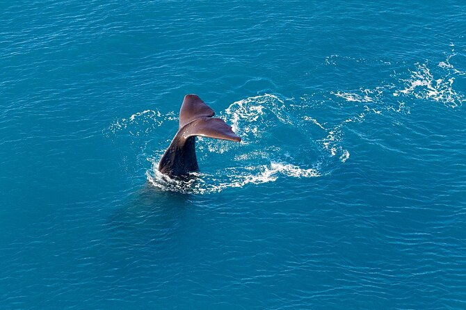 Kaikoura Helicopters Extended Whale Watch flight - Key Points