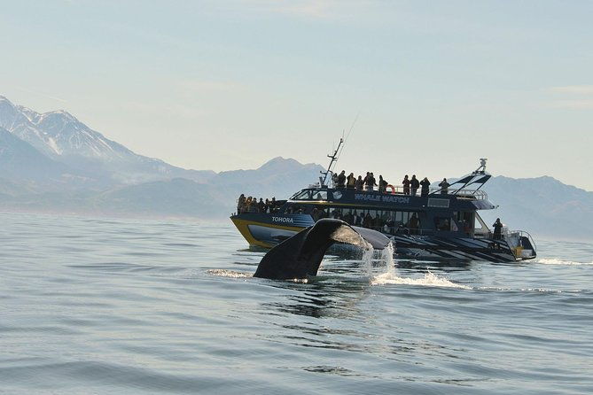 Kaikoura Whale Watch Day Tour from Christchurch including Coastal Pacific Train - Key Points