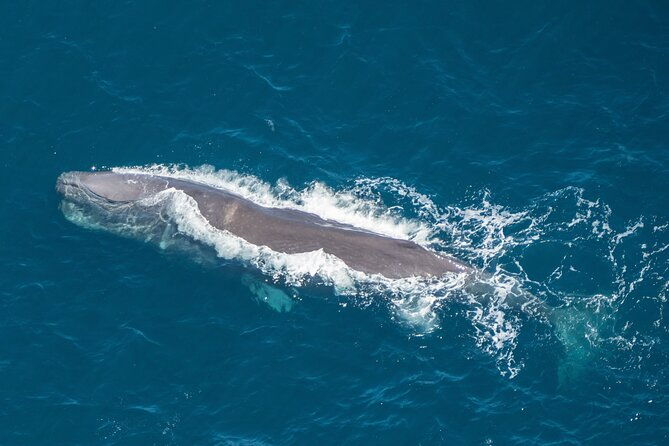 Kaikoura Whales - Key Points