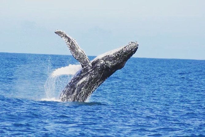 Kalbarri Whale Watching Tour Guided - Discover the Magic of Kalbarri Whale Watching Tour Guided