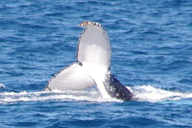 Kalbarri Whale Watching Tour - Kalbarri Whale Watching Tour Review