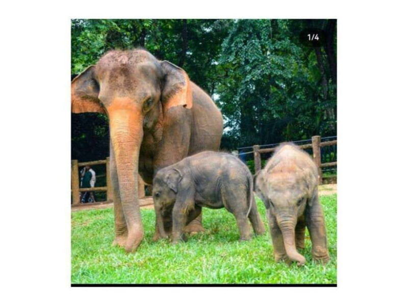 kandy-pinnawala-guided-city-tour