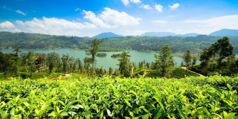 kandy-to-nuwara-eliya-drop-tour-sri-lanka