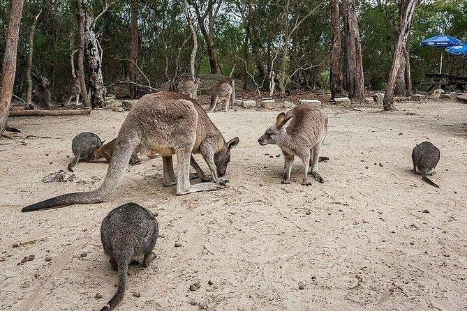 Kangaroo Encounter & Aboriginal Rock Arts Half-Day Trip from Sydney - Exploring the Itinerary in Detail