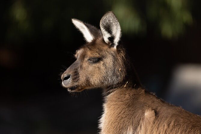 Kangaroo Experience at Healesville Sanctuary - excl. entry - A Close-Up Encounter with Kangaroos at Healesville Sanctuary