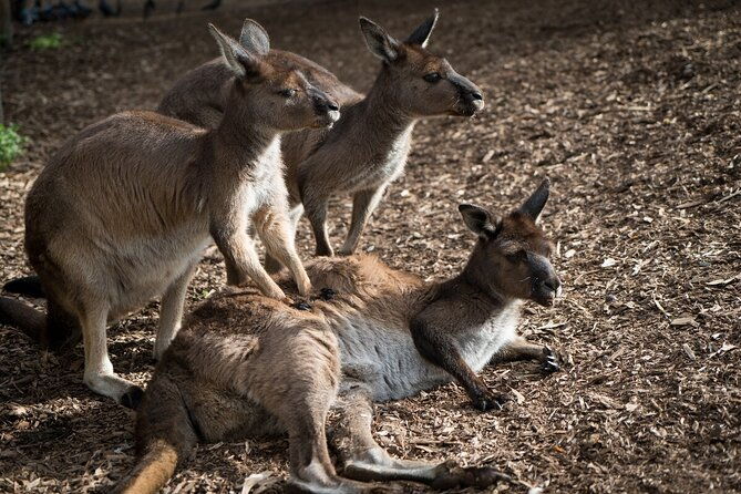 Kangaroo Experience at Melbourne Zoo - excl. entry - Key Points