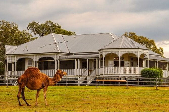 Kangaroos and Mountain Views Day Tour from Gold Coast - Key Points