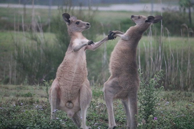 Kangaroos & Koalas in the Wild - Private Nature Experience - Key Points
