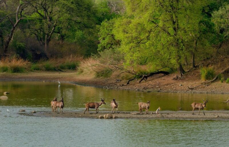 kathmandu-3-day-wildlife-culture-and-jungle-safari-tour