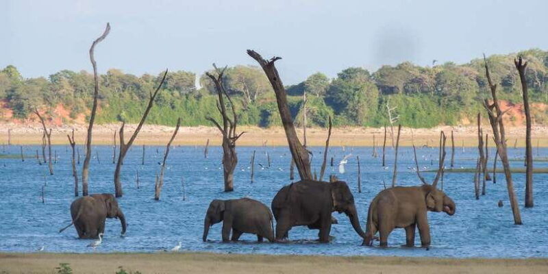kaudulla-national-park-private-safari-2