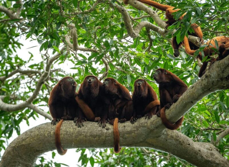 kayak-tour-monkey-island-full-day