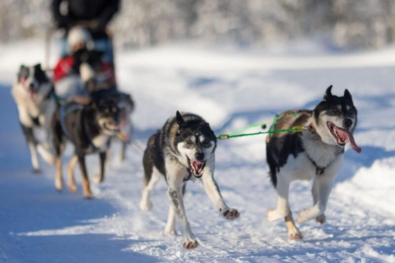 kemi-tornio-husky-sled-ride-with-hot-drink