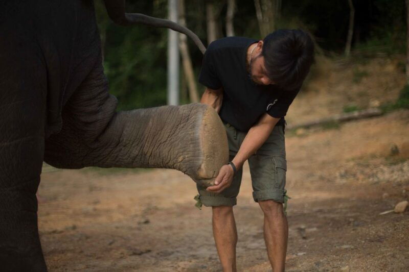 khao-lak-elephant-care-experience