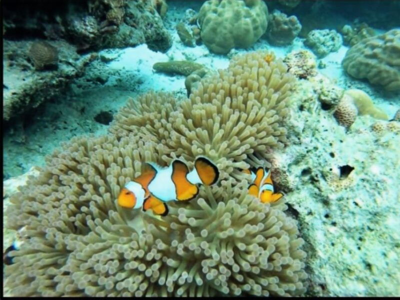 khao-lak-surin-islands-snorkeling-trip-by-speedcatamaran