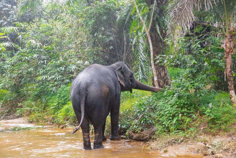 khaolak-elephant-sanctuary-guided-tour-with-hotel-transfers