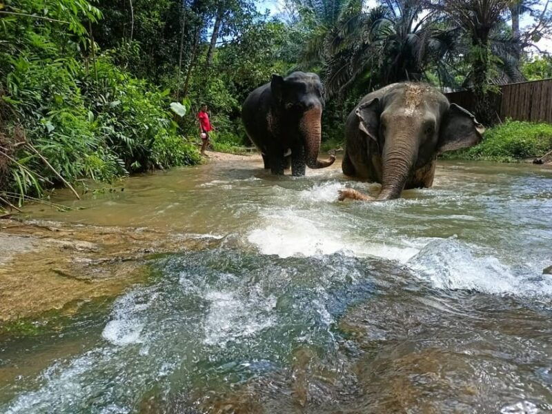 khaolak-ethical-elephant-nature-park-visit-with-lunch