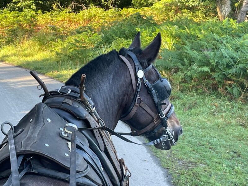 killarney-national-park-jaunting-car-tour