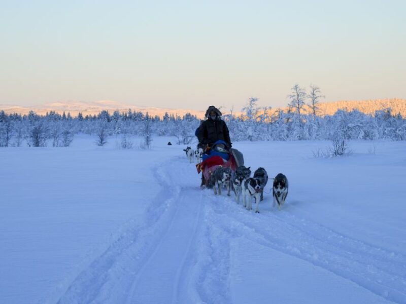 kiruna-guided-afternoon-drive-your-own-dog-sled-tour