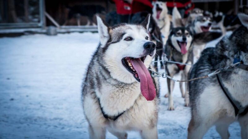kiruna-northern-light-short-husky-tour-with-coffee