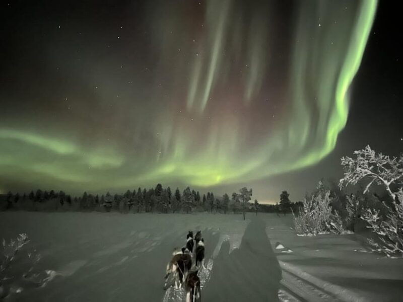 kiruna-private-family-memory-dog-sled-tour