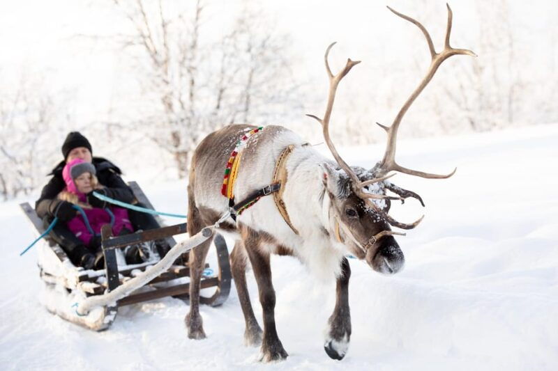 kiruna-sami-reindeer-experience