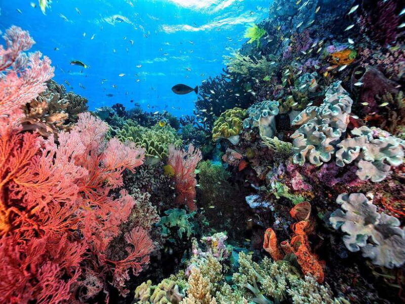 ko-lanta-snorkeling-adventure-tour-to-koh-rok-and-koh-haa