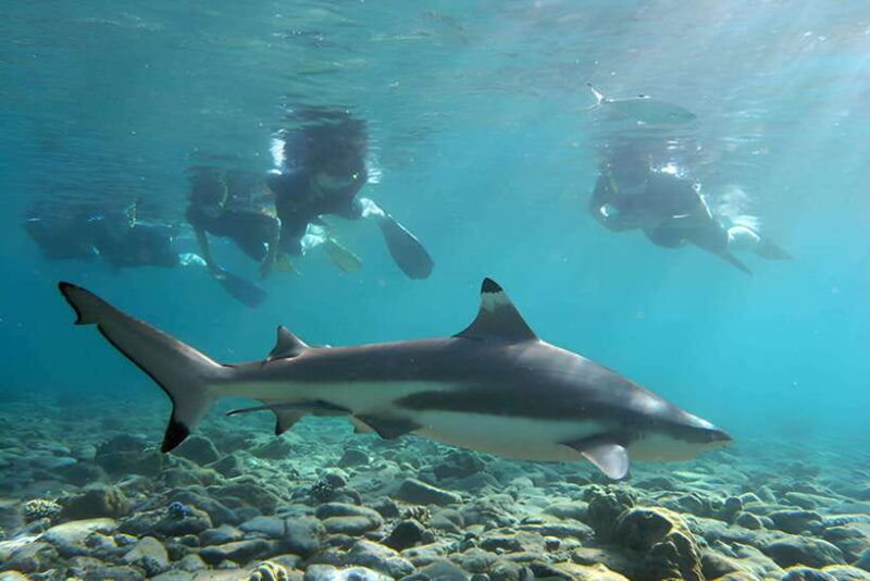 ko-phi-phi-don-speedboat-day-trip-with-shark-snorkeling