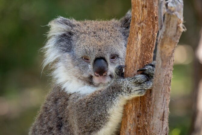 Koala Experience at Healesville Sanctuary - excl. entry - Key Points