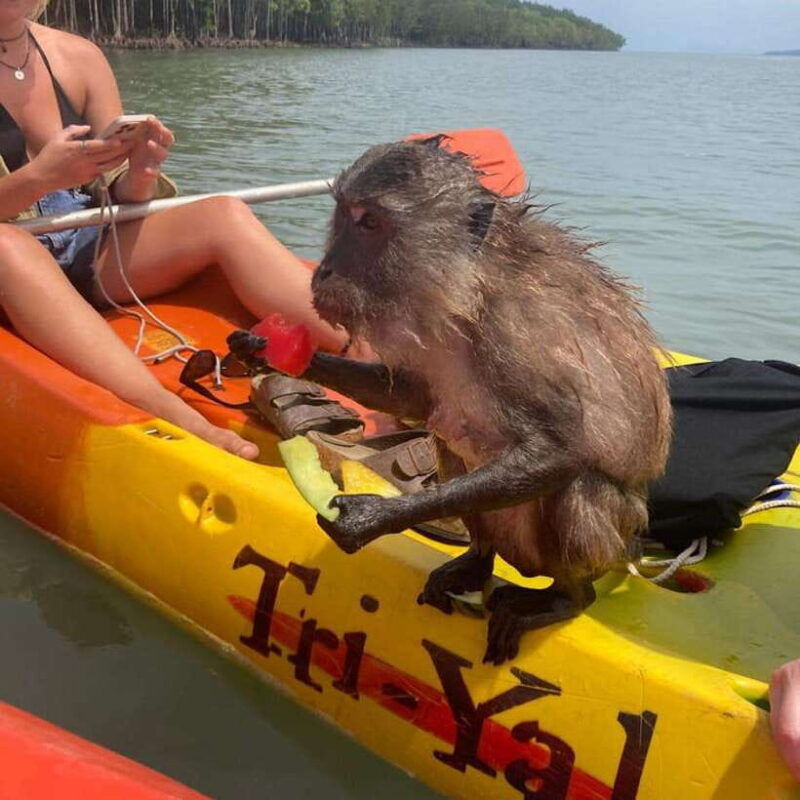 koh-lanta-amazon-mangrove-kayaking-tour-with-lunch