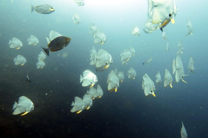 koh-samui-day-trip-diving-at-sail-rock