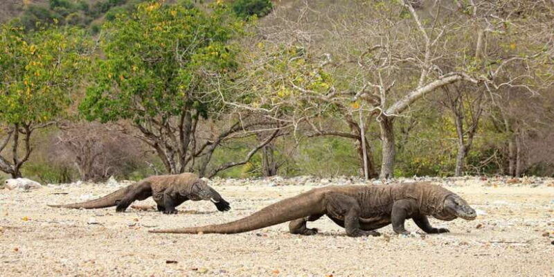 komodo-island-private-day-tour-by-speedboat