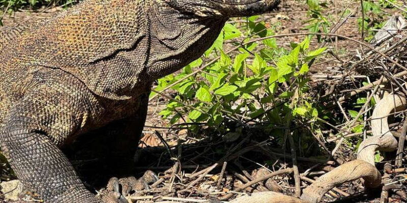 komodo-island-tour-2days-1night