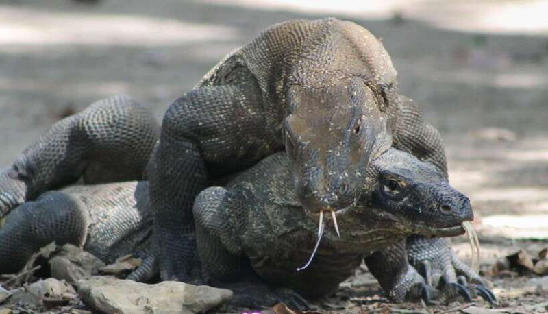 komodo-island-tour-3days-2nights