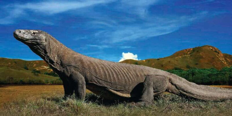 komodo-islands-private-2-day-tour-on-a-wooden-boat