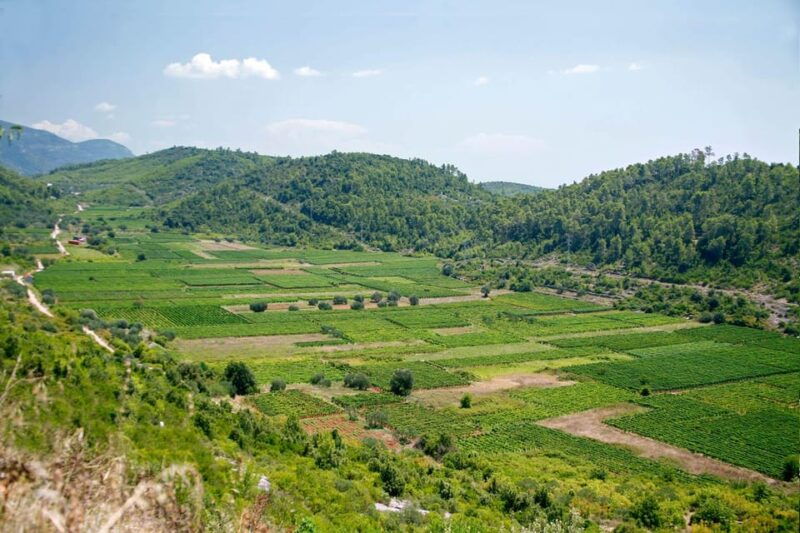 korcula-private-excursion-through-vineyards-wine-tasting