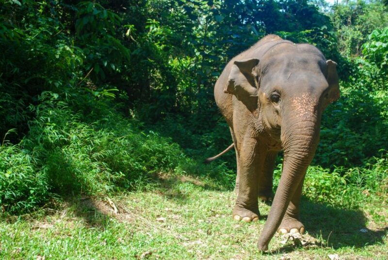 krabi-ethical-elephant-sanctuary-experience