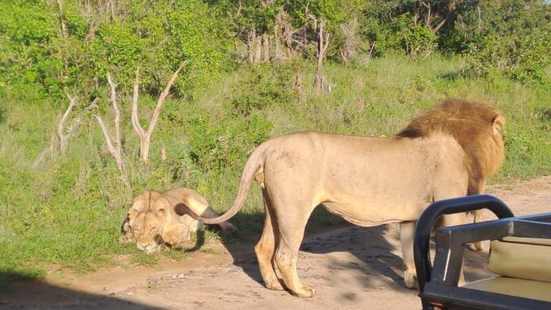 kruger-park-full-day-guided-safari