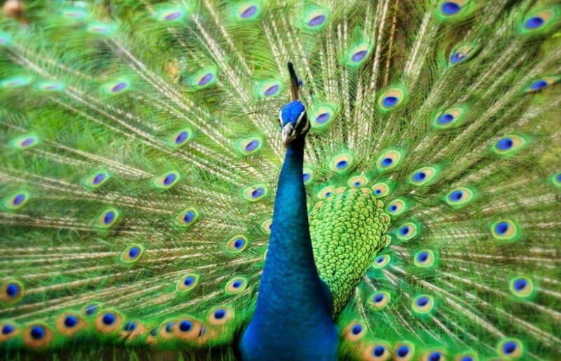 kuala-lumpur-bird-park-butterfly-garden-private-tour