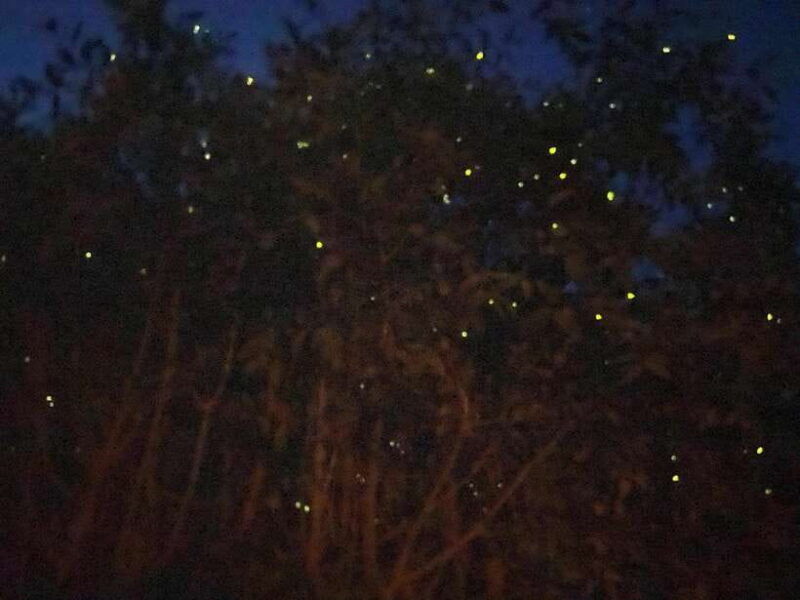 kuala-lumpur-kuala-selangor-fireflies-and-blue-tears-tour