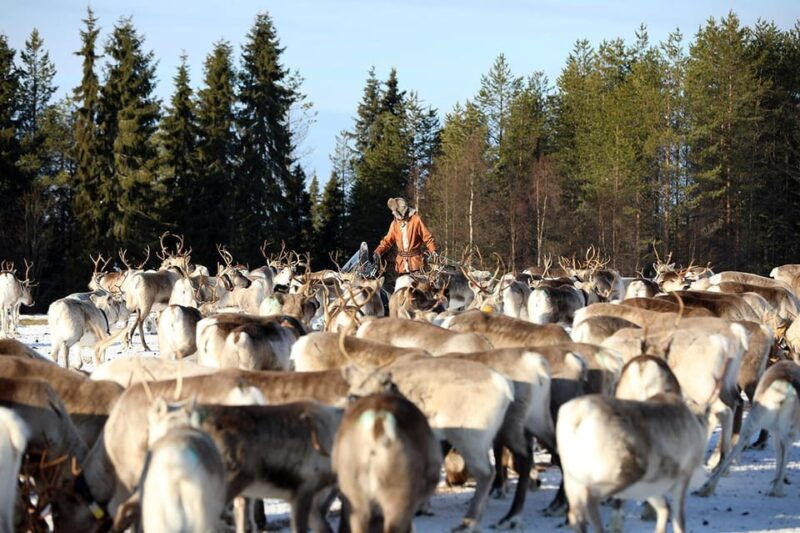 kuusamo-morning-feeding-of-hundreds-of-reindeer