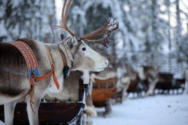 kuusamo-reindeer-sleigh-ride