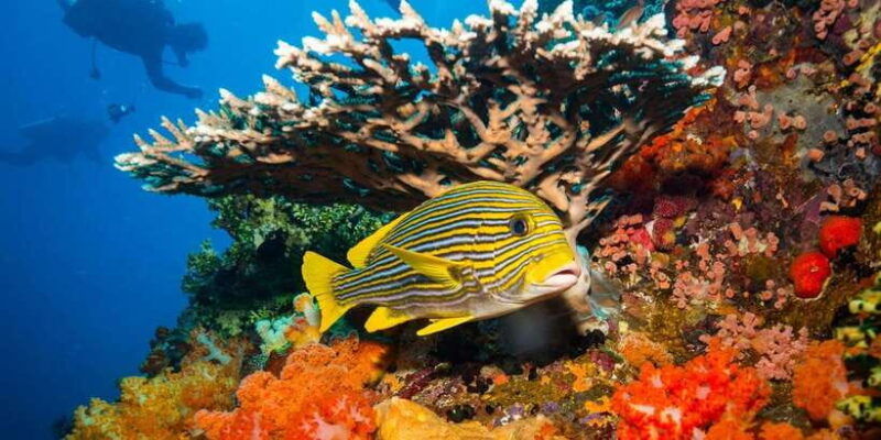 labuan-bajo-swim-and-snorkel-komodo-island-trip-with-lunch