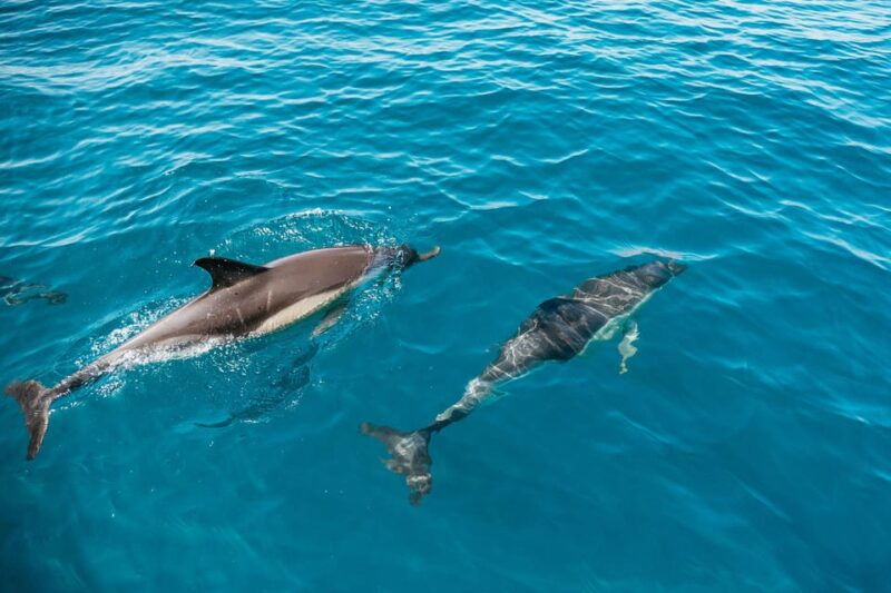 lagos-dolphin-watch-tour-with-professional-marine-biologist