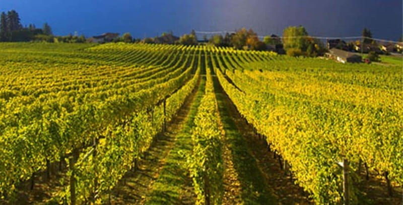 lake-country-full-day-wine-tour-with-tastings