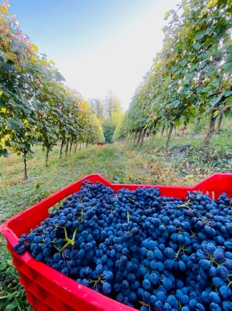 langhe-wine-tour-with-a-winemaker