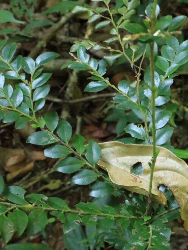 langkawi-morning-rainforest-walking-tour