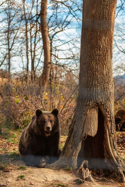 legendswildlife-awaits-draculas-castle-bear-sanctuary-2