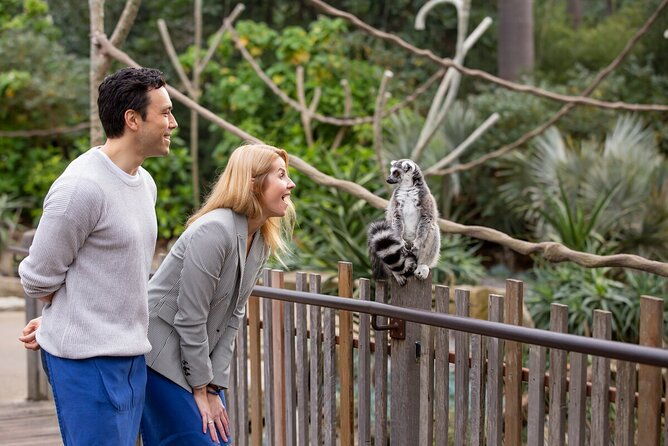 Lemur Experience at Melbourne Zoo - excl. entry - Introduction